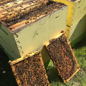 Why Beekeeping?